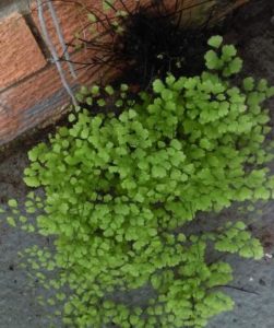 Maidenhair Ferns: How to plant and grow Maidenhair Ferns