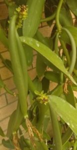 Growing Vanilla Beans in Australia