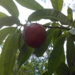 Top 10 Must Have Fruit Trees To Grow in the Sub-tropics